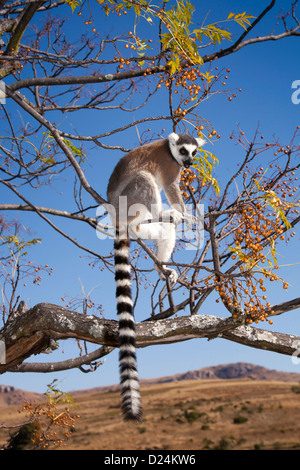 Madagascar, Ambalavao, Reserve d’Anja, Ringtailed Lemur, Lemur catta sitting in tree Stock Photo