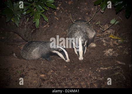 Eurasian Badger (Meles meles) two adults, foraging at entrance to sett at night, Lancashire, England, August Stock Photo