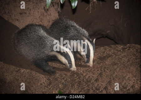 Eurasian Badger (Meles meles) two adults, foraging at entrance to sett at night, Lancashire, England, August Stock Photo