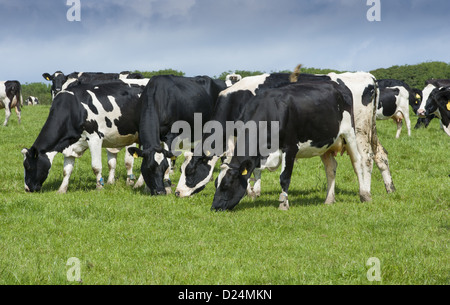 Domestic Cattle Holstein Friesian type dairy cow wearing transponder ...