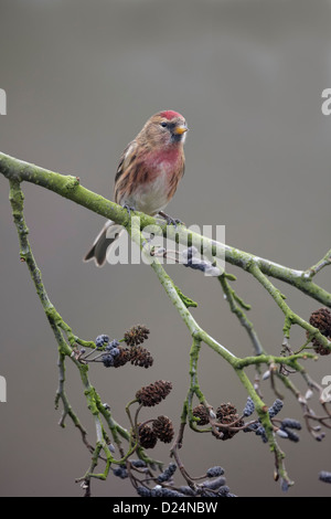 Lesser redpoll, Carduelis cabaret, Single bird on branch, Warwickshire, January 2013 Stock Photo