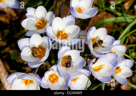 Bees collecting pollen from Crocus in spring Stock Photo