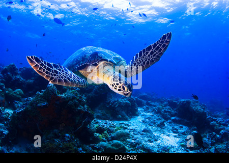 Swimming sea Turtle underwater Stock Photo