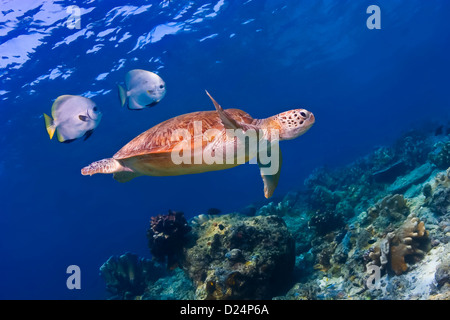 Swimming Sea Turtle over the reef followed by two Batfish on blue water background underwater. Stock Photo