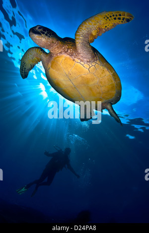 Swimming Sea Turtle in sunburst and scuba diver in silhouette Stock Photo