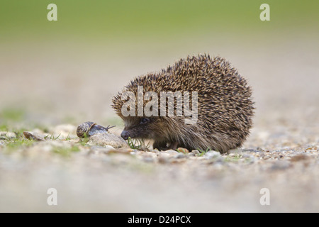 European Hedgehog (Erinaceus europaeus) adult, with Garden Snail (Helix aspersa) on gravel drive, Suffolk, England, August Stock Photo