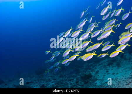 School of Yellowback fusiliers swimming on a blue water background underwater over a reef. Stock Photo