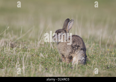 Вирус rabbit фото