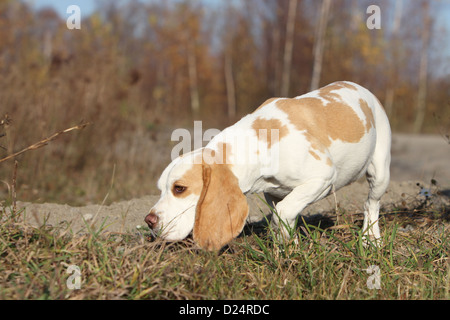Dog Beagle adult standing smell the ground Stock Photo