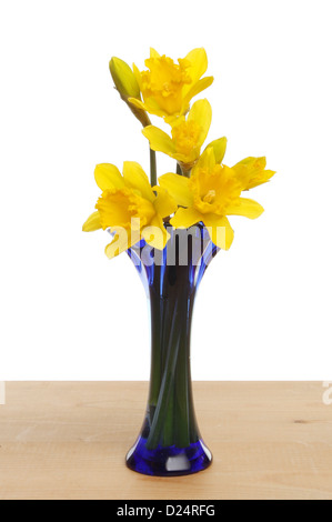 Daffodil flowers in a blue glass vase on a wooden table against a white background Stock Photo