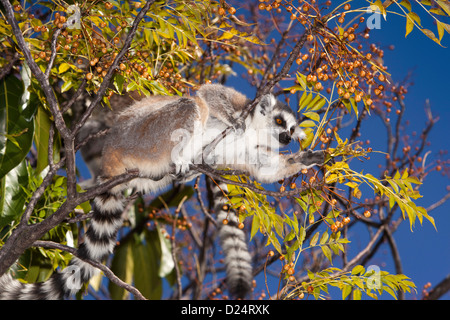 Madagascar, Ambalavao, Reserve d’Anja, Ringtailed Lemurs, feeding on berries in lilla tree Stock Photo