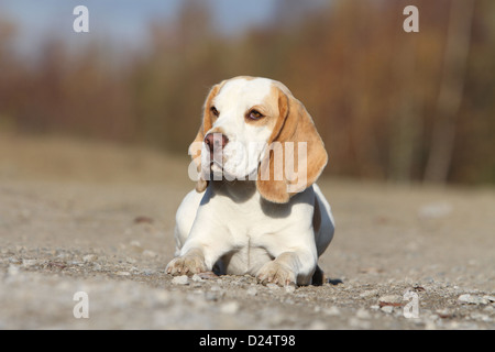 Dog Beagle adult lying on the ground Stock Photo