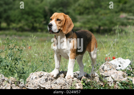 Dog Beagle adult standing on a rock Stock Photo