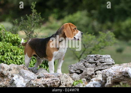 Dog Beagle adult standing on a rock Stock Photo