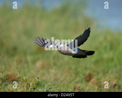 Wood Pigeon in flight Stock Photo