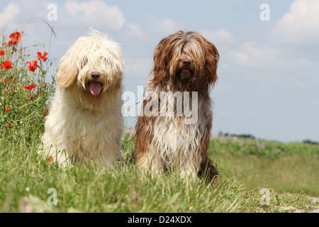 Dog Schapendoes / Dutch Sheepdog  two adults different colors sitting in a meadow Stock Photo
