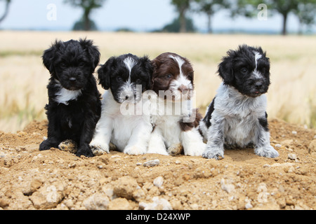 Dog Schapendoes / Dutch Sheepdog four puppies different colors sitting on the ground Stock Photo