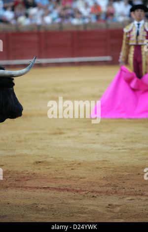 Seville, Spain, a matador waits with the cloth on the bull in the Real Maestranza Stock Photo