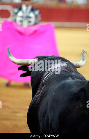 Seville, Spain, a matador waits with the cloth on the bull in the Real Maestranza Stock Photo