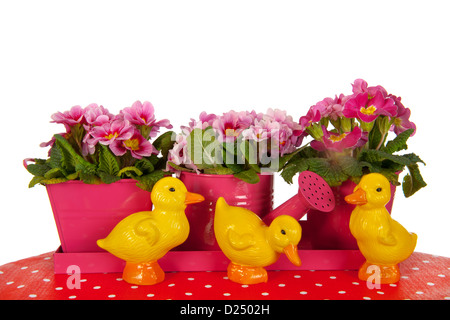 Pink easter Primroses and little chicks on white background Stock Photo