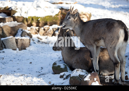 bharal, nachur, nahur Stock Photo