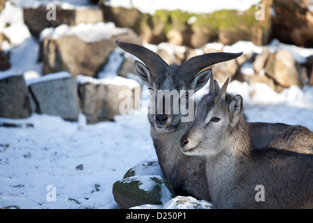 bharal, nachur, nahur Stock Photo