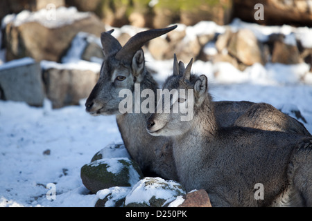 bharal, nachur, nahur Stock Photo