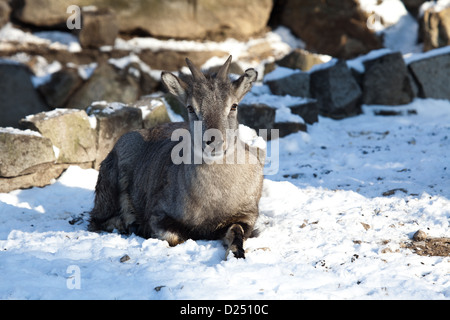 bharal, nachur, nahur Stock Photo