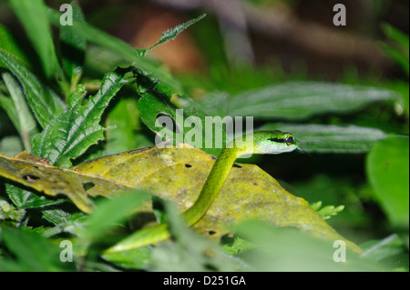 Green Parrot Snake, ( Leptophis ahaetulla), Costa Rica Stock Photo - Alamy