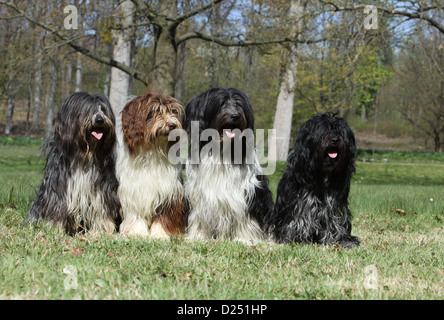 Dog Schapendoes / Dutch Sheepdog  four adults different colors sitting in a meadow Stock Photo