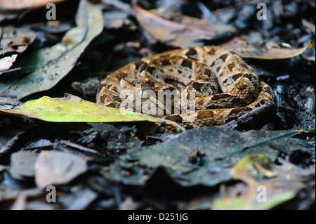 Coiled juvenile fer-de-lance (Bothrops asper), pit viper, snake amongst the leaf litter. Costa Rica Stock Photo