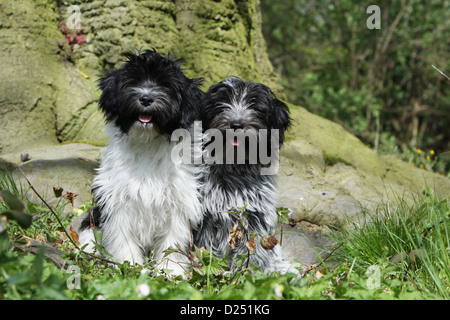 Dog Schapendoes / Dutch Sheepdog two puppies sitting in front of a tree Stock Photo