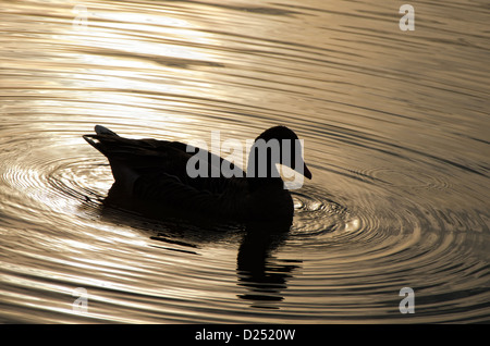 black silhouette of a duck at sunset on a lake with ripples Stock Photo