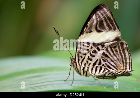 Dirce Beauty butterfly, also known as the Mosaic or Zebra Mosaic, Colobura dirce,  on a leaf Stock Photo