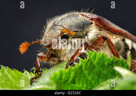 macro of a female may bug / cockchafer on green leaves Stock Photo