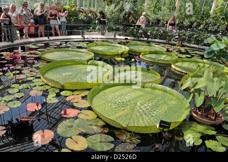 The Giant Amazonian Water lilys inside Water lily House, The Royal Botanic Gardens, Kew, Surrey, England. Stock Photo