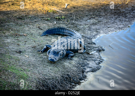 Alligator in the Myakka River area of Florida Stock Photo