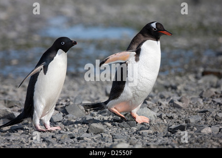 Adelie Penguin (Pygoscelis adeliae) and a Gentoo Penguin (Pygoscelis papua ellsworthi) at Hope Bay, Antarctica. Stock Photo