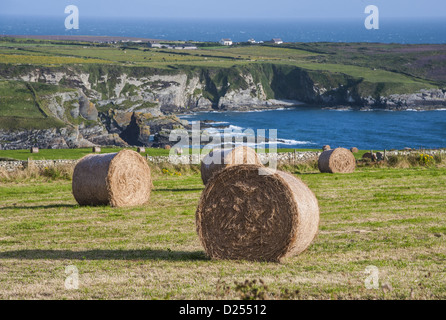 Big round hay bales in coastal meadow, near Holyhead, Holy Island, Anglesey, Wales, August Stock Photo