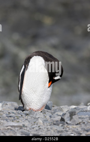 Gentoo Penguin (Pygoscelis papua ellsworthi) preening at Hope Bay, Antarctica. Stock Photo