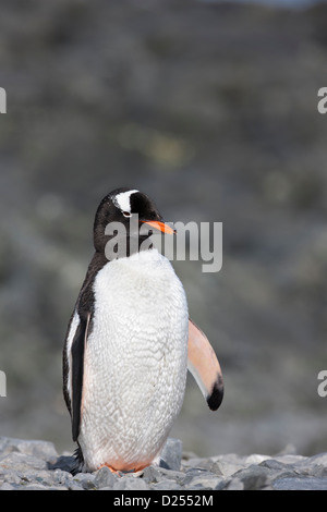 Gentoo Penguin (Pygoscelis papua ellsworthi) at Hope Bay, Antarctica. Stock Photo