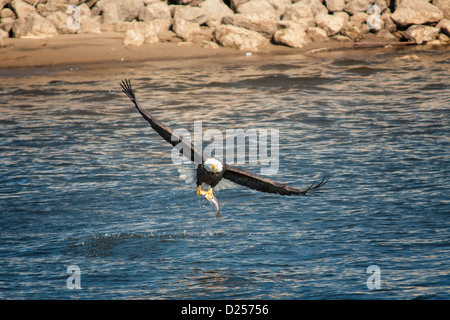 Bald Eagle takes a fish from Mississippi River. Stock Photo