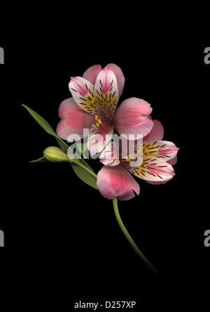 Alstroemeria flowers on black background Stock Photo