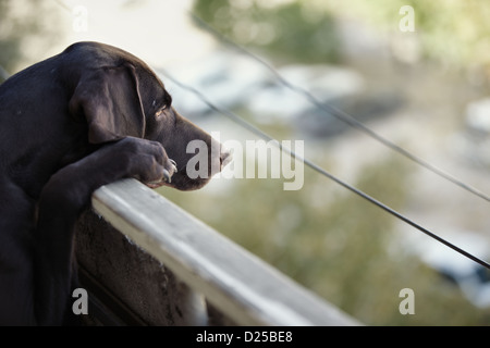 German short-haired pointer stands at the balcony and observes Stock Photo