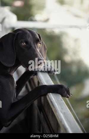 German short-haired pointer stands at the balcony and observes Stock Photo