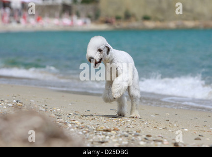 Dog Bedlington Terrier adult running on the beach Stock Photo