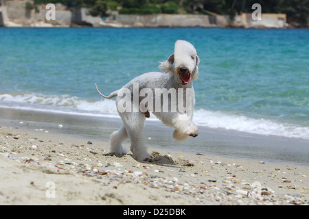 Dog Bedlington Terrier adult running on the beach Stock Photo