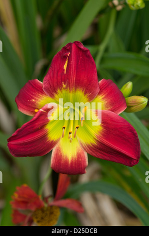 Hemerocallis 'Christmas Island' Stock Photo