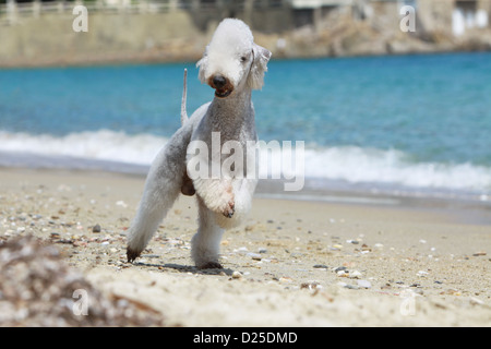 Dog Bedlington Terrier adult running on the beach Stock Photo