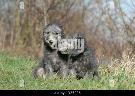 Dog Bedlington Terrier two puppies sitting in a meadow cuddly Stock Photo